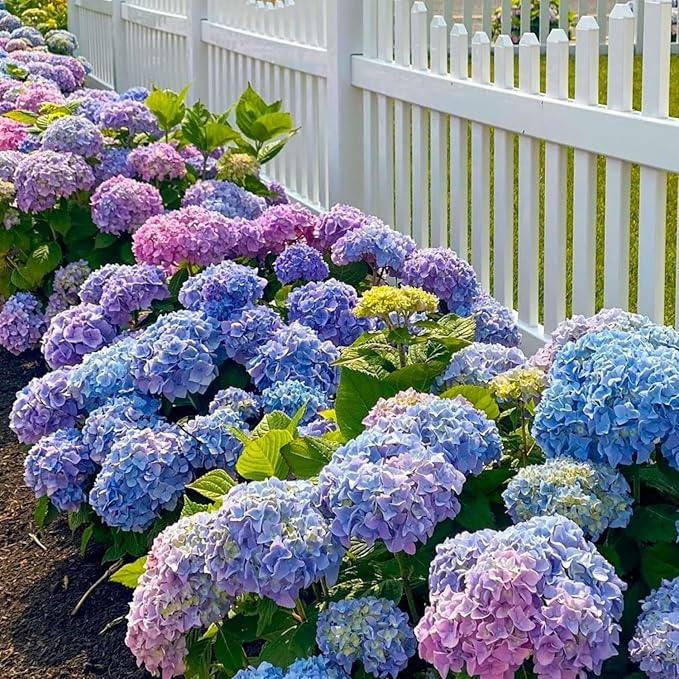 150+ Mixed Hydrangea Seeds for Planting Flowers Bush Plants Garden Decor Home Perennial Flower Plant Wedding Outdoor Garden