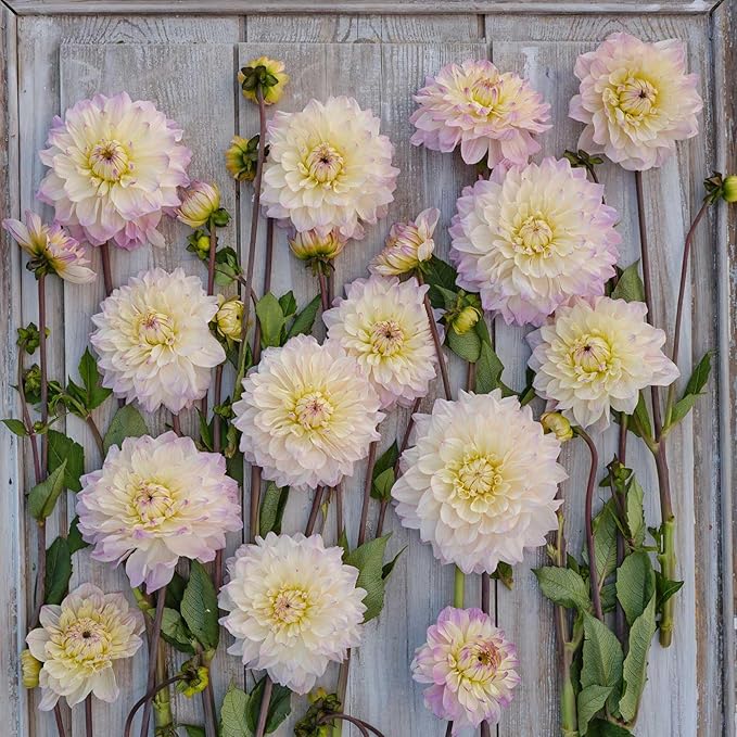 Eden Brothers Dahlia Bulbs (Decorative) - Masterclass