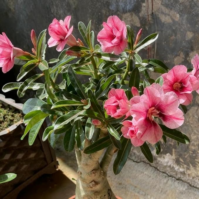Desert Rose Seed for Planting, 100 Mixed Adenium Somalense Seeds, Shrub Flower Plants, Non-GMO Heirloom Desert Rose for Garden Outdoor