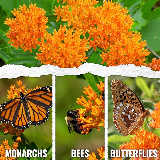 Seed Needs Orange Milkweed Seeds for Planting Butterfly Weed - Heirloom & Untreated Perennial Flower Seed to Grow a Monarch Butterfly Garden (2 Packs)