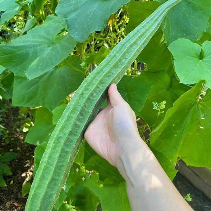 NYGardenia 20 Ridged Sponge Gourd Seeds – Angled Luffa Heirloom Vegetable for Home Gardens, Non-GMO and Easy to Grow