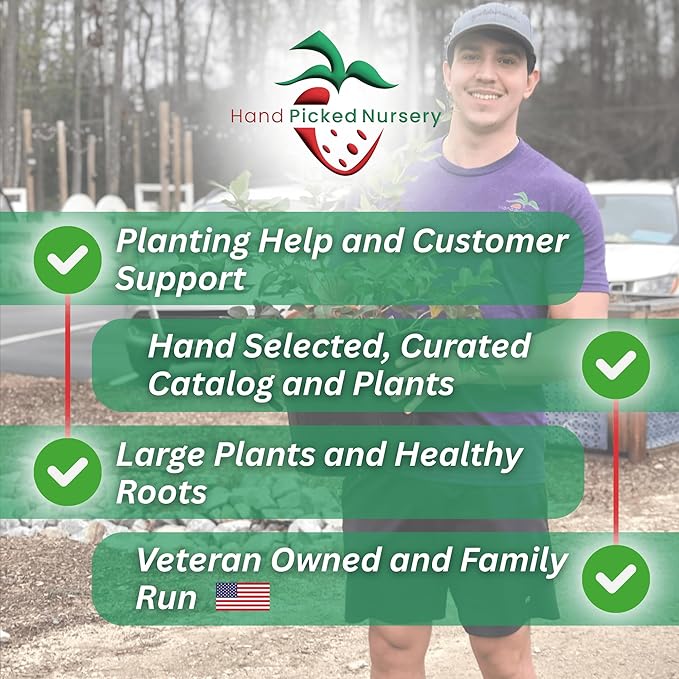 Millennium Asparagus Roots - Cold Hardy and Exceptionally High Yields - 2yr Asparagus Crowns from Hand Picked Nursery (50)