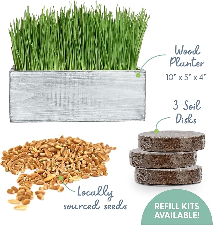 The Cat Ladies Cat Grass Kit with White Rustic Wooden Planter, Organic Cat Grass Seeds and Soil. Easy to Grow for Indoor Cats. Prevent Hairballs and Aid Digestion