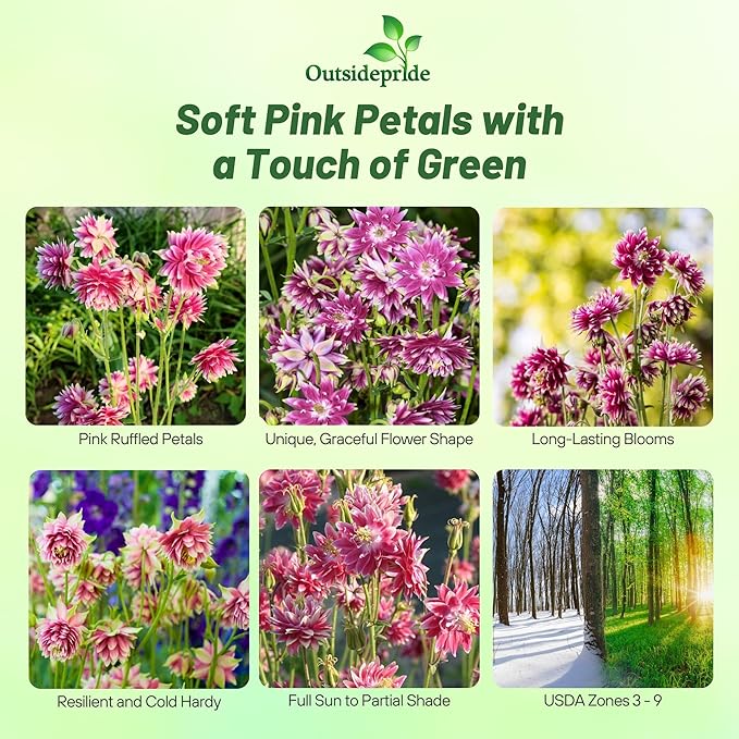 Outsidepride Nora Barlow Columbine Seeds - 1000 Pcs Perennial, Easy to Grow Flower Seeds for Planting, Suitable for Pollinator-Friendly Garden, Cut Floral Arrangements, Ground Covers, or Borders