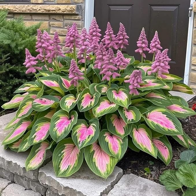 Hosta Shade Garden Seeds 210pcs– Decorative Foliage Plants – Ideal for Gifts, Landscaping & Natural Green Corners