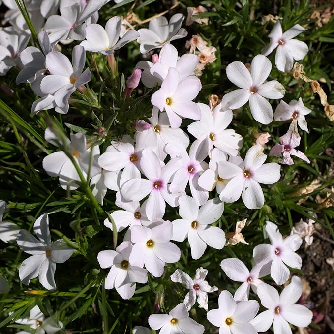 Outsidepride Mountain Phlox Seeds - 5000 Pcs. Annual, Compact & Self-Seeding Flower Seeds for Planting Vibrant White-Lavender Blooms in Pollinator Gardens, Borders, Containers & Floral Arrangements