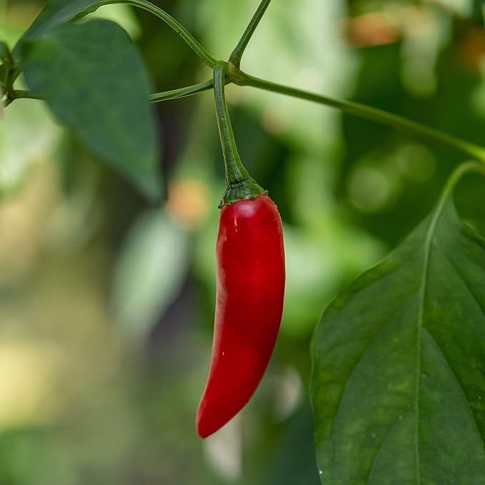 Pepper Seeds - Hot - Birdseye Chili - 1 Oz ~5,000 Seeds - Capsicum annuum - Farm & Garden Vegetable Seeds - Non-GMO, Heirloom, Open Pollinated, Annual