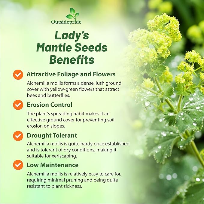Outsidepride Lady's Mantle Seeds - 1000 Pcs. Perennial, Versatile & Low Maintenance, Flower Seeds for Planting Clustered Yellow Blooms with Velvety Foliage for Cut Flower Bouquets & Pollinator Gardens