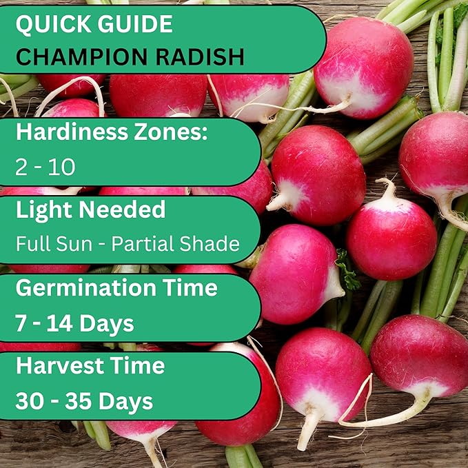 Woods Creek Seeds: Champion Radish Seeds for Planting - Over 450 Heirloom Non-GMO Radish Seed Pack - Premium Radishes for Sprouting - Fast-Growing Radishes for Your Vegetable Garden
