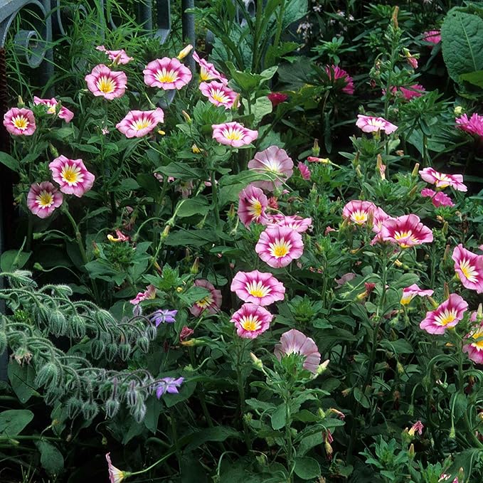 Eden Brothers Morning Glory Seeds (Dwarf) - Rose Ensign