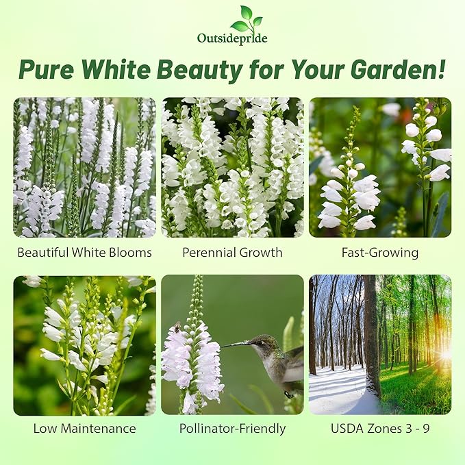 Outsidepride Obedient Plant Seeds - 1000 Pcs. Perennial, Low-Maintenance & Easy to Grow, Flower Seeds for Planting Tall, Vibrant White Blooms for Pollinator Gardens & Cut Flower Arrangements