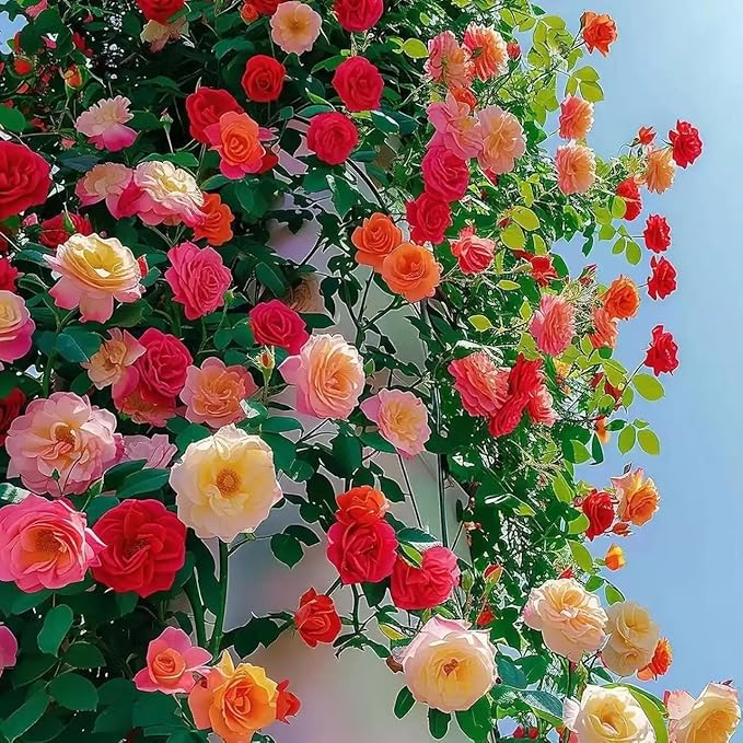 200+ Climbing Rose Seeds for Planting Outdoors - Vibrant Vine Flower, Long-Blooming Ornamental Garden Blooms (Mixed)