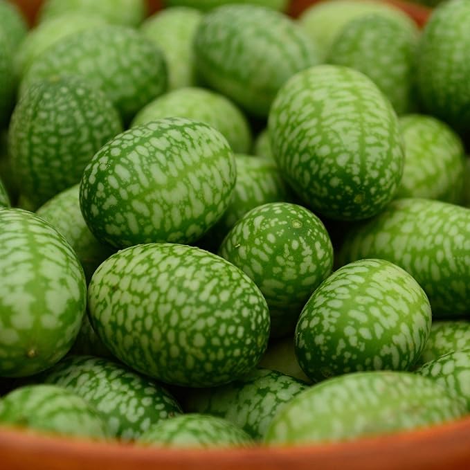 Mexican Sour Gherkin Cucamelon - 25 Seeds - Heirloom Gherkin Cucumber Variety, Easy-to-Grow, Non-GMO Gherkin Seeds for Planting Outdoors in The Home Garden, Thresh Seed Company