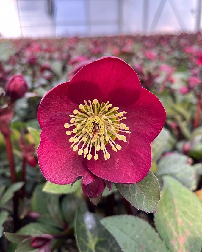 Perennial Farm Helleborus Frostkiss® Anna's Red No. 1