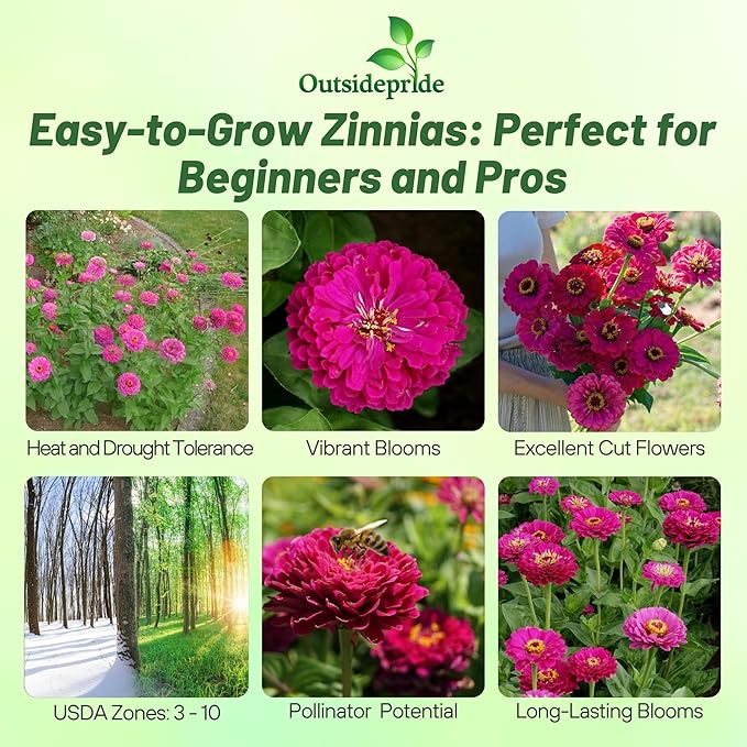 Outsidepride Purple Prince Zinnia Seeds - 2000 Pcs Annual, Low Maintenance and Long-Blooming, Flower Seeds for Planting w/Aesthetic Wide Purple Blooms, Ideal for Cut Flowers & Pollinator Gardens