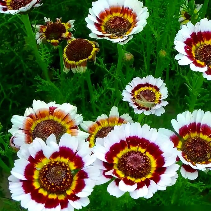 Mixrug Painted Daisy Flower Seeds for Planting, 1000pcs Painted Daisy Wildflower Seeds Non-GMO Heirloom Rare Glebionis carinata Flower Plants, Open Pollinated Beauty Home Garden for Outdoors