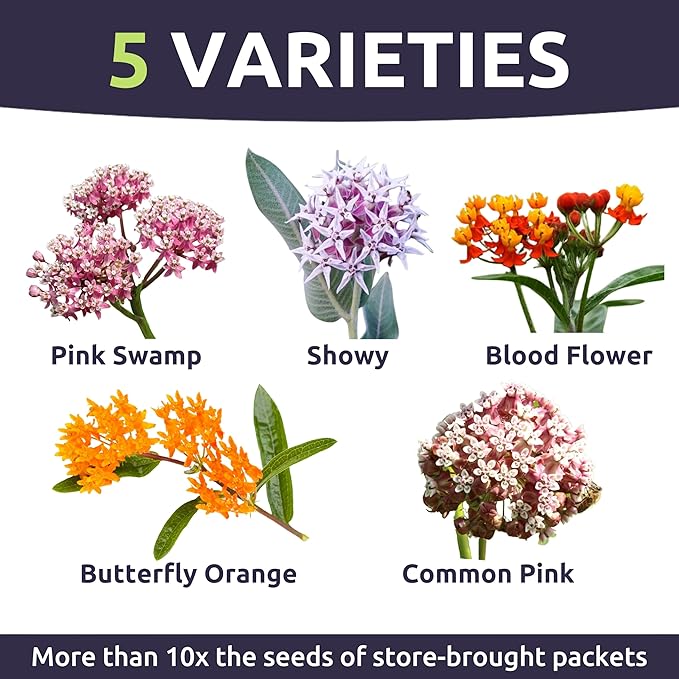 Milkweed Seed Variety Pack | 5 Individual Packs - 2026 Season - Showy, Pink Swamp, Butterfly Orange, Common Pink, Blood Flower | for Planting | by Sweet Yards