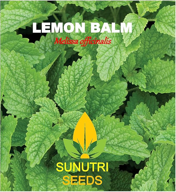 Lemon Balm Seeds, 200+ Heirloom, Non GMO Seeds, Melissa officinalis