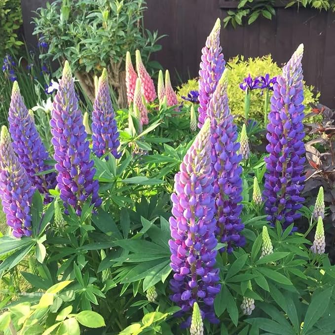 ZEshops 100 Lupine Flower Seeds – Colorful Perennial Blooms for Borders and Pollinator Gardens, Non-GMO and Easy to Grow