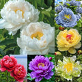300+ Mixed Peony Seeds for Planting - Non-GMO Heirloom Peony Seeds - Attracts Butterflies Pollinators