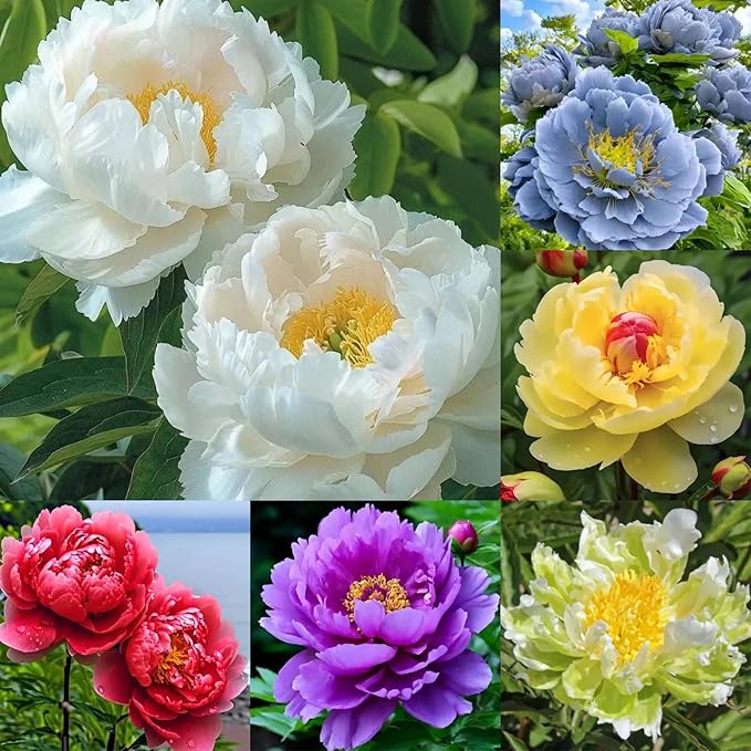 300+ Mixed Peony Seeds for Planting - Non-GMO Heirloom Peony Seeds - Attracts Butterflies Pollinators