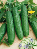 Saladmore Bush Hybrid F1 Cucumber - 1 g ~30 Seeds - Hybrid F1, Non-GMO, Farm & Vegetable Gardening Seeds