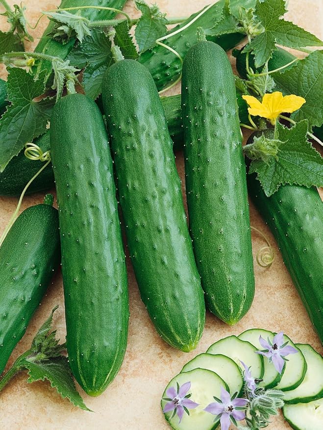 Saladmore Bush Hybrid F1 Cucumber - 1 OZ ~700 Seeds - Hybrid F1, Non-GMO, Farm & Vegetable Gardening Seeds