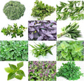 1000 Mixed Herb Seeds Heirloom Non GMO 12 Varieties This is a Mix, Thyme Oregano Sage Tarragon Marjoram Summer Savory Basil Italian Greek Thai Dwarf Ruby Red, Diplotaxis tenuifolia Grown in USA