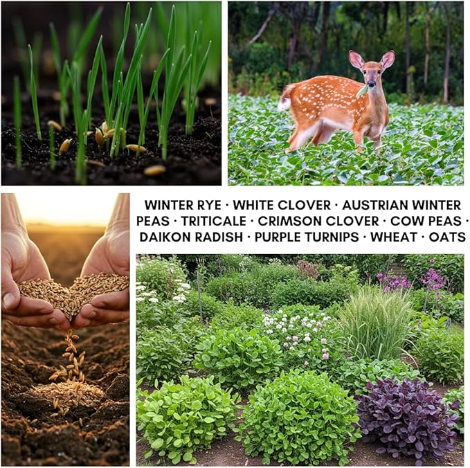 No-Till Cover Crop 10 Seed Mix - Winter Rye, White Clover, Austrian Winter Peas, Triticale, Crimson Clover, Cow Peas, Daikon Radish, Purple Turnips, Wheat, Oats, (2 Pounds)