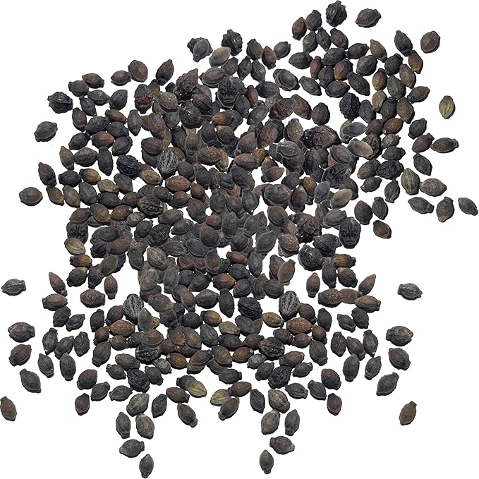 Seed Needs Four O' Clock Seeds Mixed Colors Annual Multicolored Blooms | 300+ Heirloom Seeds Mirabilis Jalapa Annuals Open Pollinated | Bulk Annual Flowering Seed Attracts Pollinators
