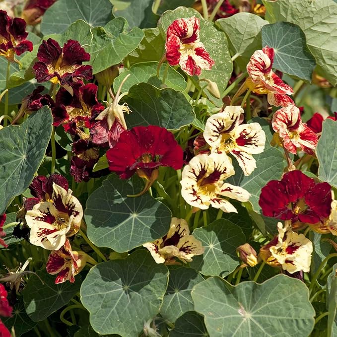 Eden Brothers Nasturtium Seeds - Bloody Mary
