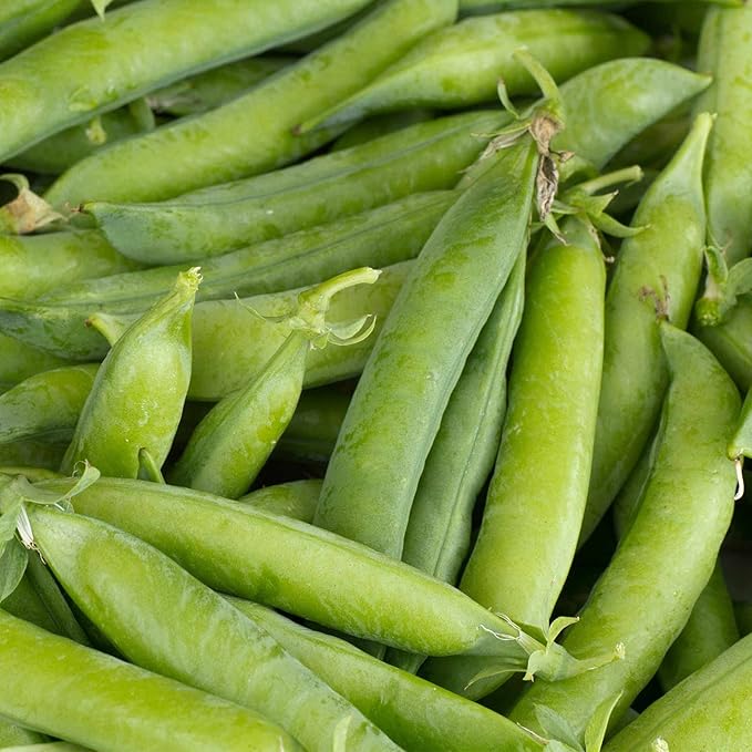 Little Marvel Pea Garden Seed (Treated) - 5 Lb ~9,000 Seeds - Non-GMO, Heirloom Vegetable Gardening & Microgreens Pea Shoots Seed