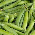 Little Marvel Pea Garden Seed (Treated) - 5 Lb ~9,000 Seeds - Non-GMO, Heirloom Vegetable Gardening & Microgreens Pea Shoots Seed