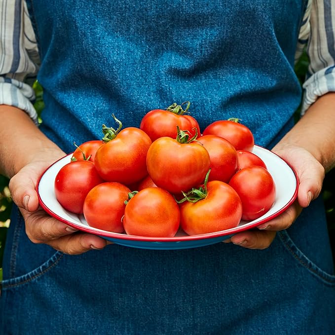 Burpee 'Fourth of July Hybrid' Tomato Seeds - Non-GMO, Indeterminate, Slicer Tomato, 90mg Seed Packet for Planting