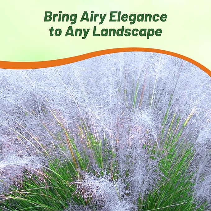 Outsidepride Agrostis Nebulosus Cloud Grass Seeds - 10000 Pcs Annual Versatile & Adaptable Ornamental Grass with Airy White Seed-Heads for Low Maintenance Xeriscaping & Borders
