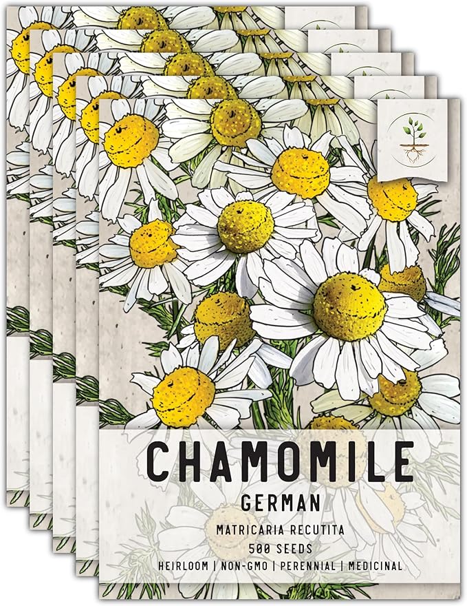 Seed Needs, German Chamomile Seeds - 500 Heirloom Seeds for Planting Matricaria recutita - Medicinal Herb for Indoor/Outdoor Gardens, Non-GMO & Untreated (5 Packs)