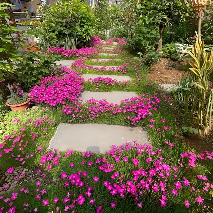 300+ Perennial Dianthus Plumarius Sweetness Seeds – Fragrant, Long-Blooming Non-GMO Flower Seeds – Perfect for Colorful Garden Planting