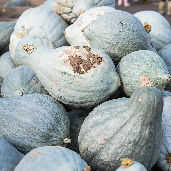 Seed Needs Blue Hubbard Winter Squash Seeds for Planting - Non-GMO, Heirloom & Untreated - Golden Yellow Sweet Flesh Perfect for Baking & Cooking (5 Packs)