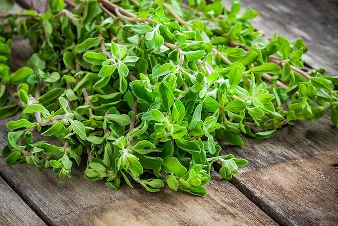 Seeds4planting - Seeds Oregano Heirloom Herbs Non GMO