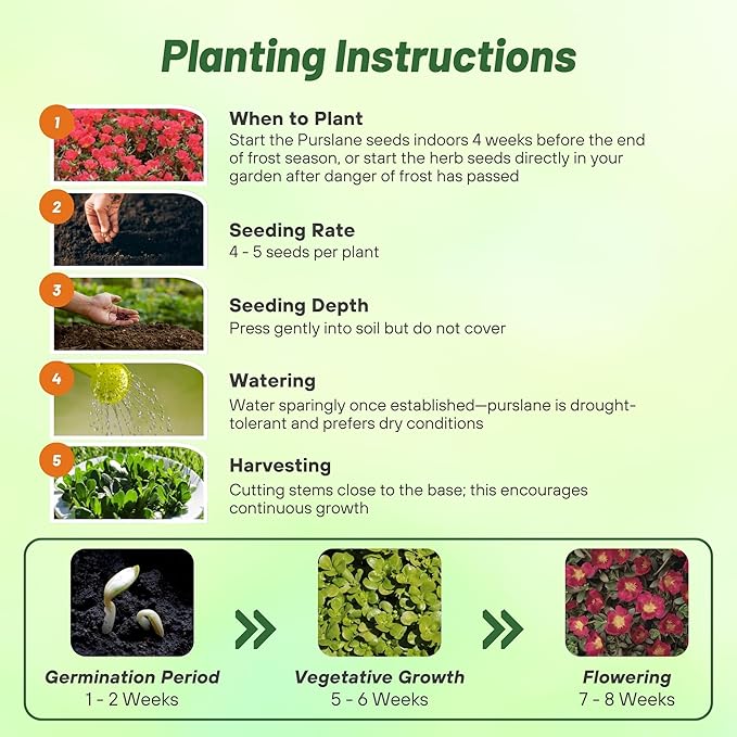 Outsidepride Scarlet Purslane Seeds for Planting - 100 Pcs Annual, Easy to Grow, Vitamin-Rich & Drought Tolerant Succulent Seeds for Culinary, Xeriscaping, Containers & Hanging Baskets