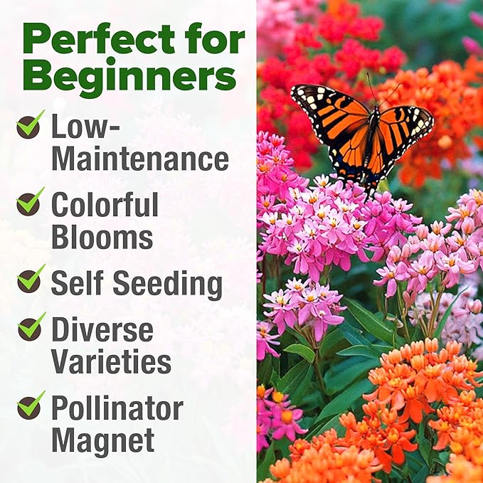 HOME GROWN Milkweed Flower Seeds - 500+ Heirloom Perennial Wildflower Seeds (5 Individual Varieties) Supports Monarch Habitat, Grows in Zones 310 (Asclepias syriaca)