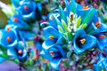 20 Sapphire Tower Seeds for Planting - Rare Flowering Cactus - PUYA Seeds