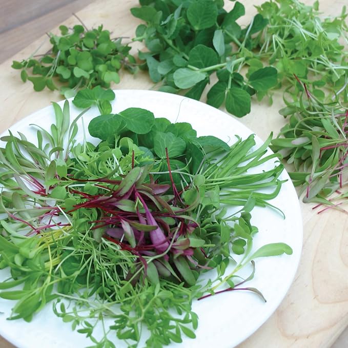 Burpee Rainbow Mix Microgreens Seeds - Zesty, Nutritious Indoor Blend