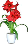 Easy to Grow Amaryllis Ferrari Red - 1 Planted Flower Bulb in a Ceramic White Pot Gift, Blooms Indoors for Holidays in 4 to 8 Weeks