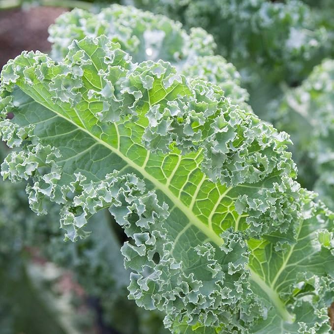 Kale Garden Seeds - Vates Blue Scotch Curled - 4 Oz - Non-GMO, Heirloom- Vegetable Gardening & Microgreens