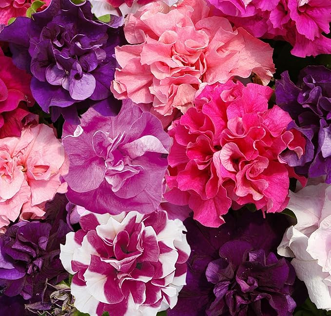 320+Perennial Mixed Petunia Flower Seeds for Planting Outdoor Non-GMO Heirloom