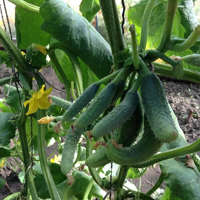 Seeds Cucumber Envy of The Neighbors F1 for Pickling Open-Pollinated Non GMO