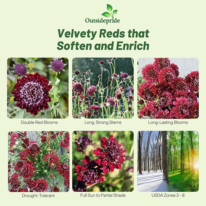 Outsidepride Double Red Scabiosa Seeds - 400 Pcs Perennial Pincushion Flower Seeds That Attract Pollinators, Upright & Neat Growth Habit for Small Gardens, Borders, Containers, & Xeriscaping