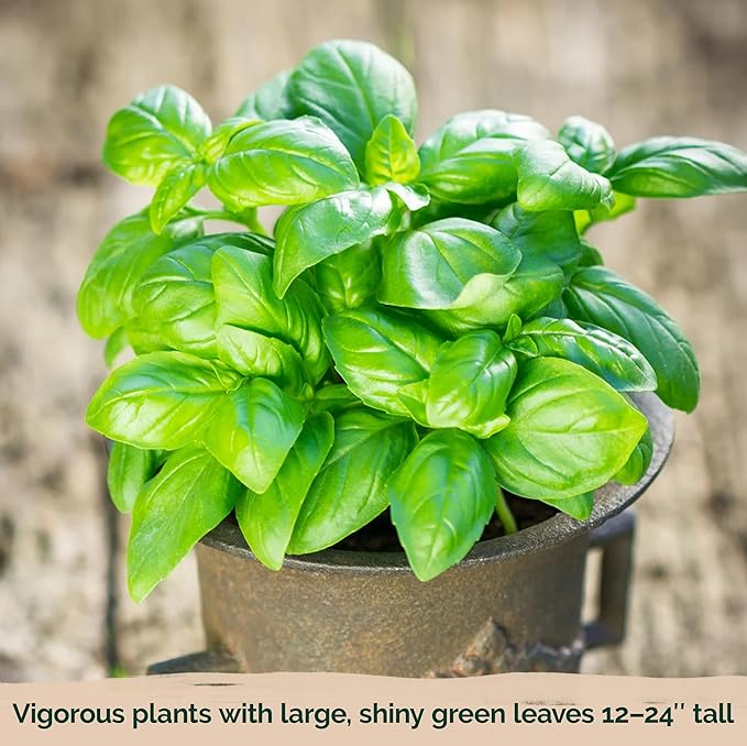 KVITER 2000 Italian Basil Seeds for Planting (Ocimum basilicum) - Sweet Genovese Basil, Heirloom & Non GMO, Classic Pesto Flavor - Herb Seeds to Plant in Containers, Outdoor & Indoor Herb Garden
