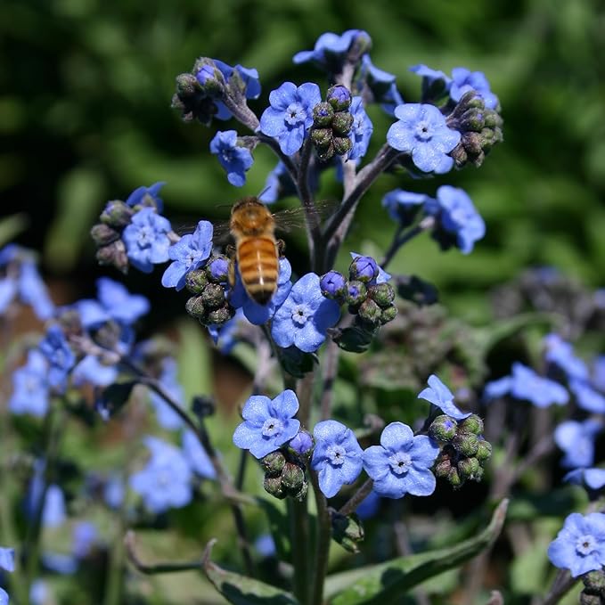 Bentley Seed Co. Thank You Packet - Help Us Grow Forget Me Not - 25 Seed Packets - Perfect Eco-Friendly Thank You Gift - Non GMO Seeds, Blue